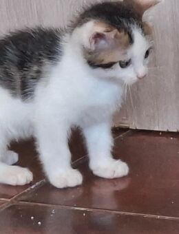 😻Katzenkitten😻 7 Wochen 🐾 - Saarbrücken