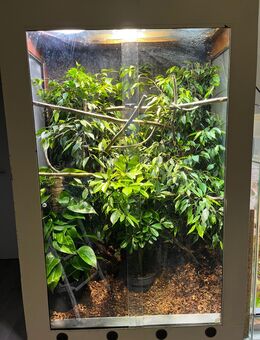 Pantherchamäleon mit Terrarium - Moers