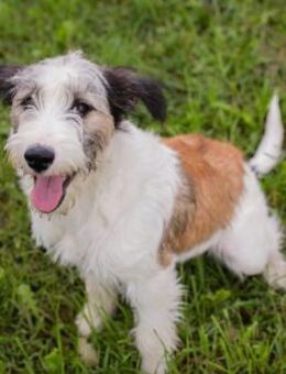 Welpenbub Lenny 🧡 - Laufen