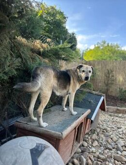 Luna, gemütliche Hundedame, ca. 11 Jahre - Vaterstetten