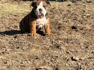 English Bulldog Welpen reinrassig aus gesunder Verpaarung - Wriezen