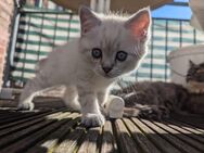 BKH silver shaded blue eyes, ragdoll mix - Stolberg (Rheinland, Kupferstadt)