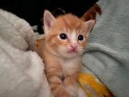 Kitten - Morsbach
