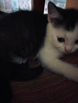 Katzenkitten Mix abzugeben - Lohmar