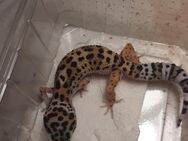 Leopardgeckos - Hallbergmoos