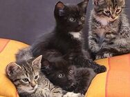 Ragdoll EKH Mix Kitten - Schleswig
