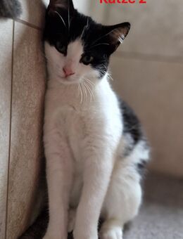 2 Katzenmädchen suchen ein neues Zuhause - Cuxhaven
