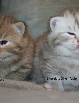 Das BESONDERE !! Britisch Kurzhaar Babys in Chocolate-Tabby u. Cinnamon Tabby !! - Köln