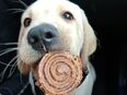 Labrador Welpen 1 Blonder Rüde ,,Max'' sucht noch seine Familie in 44579