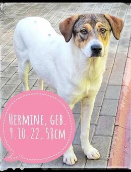 Hermine - schüchtern und lieb - Gelenau (Erzgebirge)