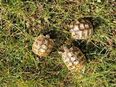 Griechische Landschildkröten in 34454
