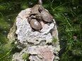 Europäische Sumpfschildkröten zu verkaufen in 08428