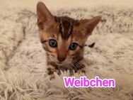 Bengal kitten - Velbert
