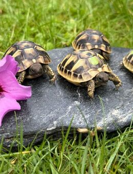 Griechische Landschildkröten Babys - Regensburg