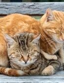 Suche Kater in 04600