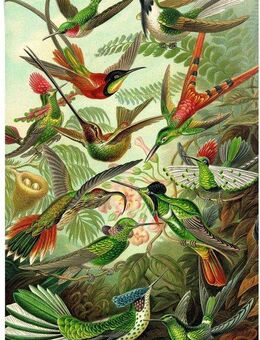 Reinders! Poster Hummingbirds Vogel - Tiermotiv - Natur - Botanisch - Ernst Haeckel, (1 St)