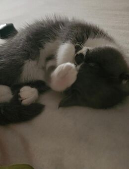 BKH kitten - Hamburg