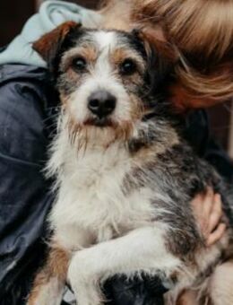 Lieber, fröhlicher und aktiver Düse - Kallmünz