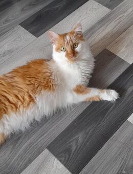 Maine coon Kater - Lehrte