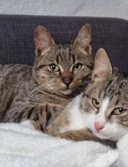 Joey & Olli 💗 warten in 44809 Bochum - Hamburg