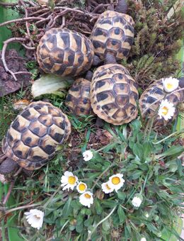 Griechische Landschildkröten TH NZ 2023 und 2024 - Deuerling