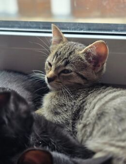Babykatze , kätzchen - Meßstetten