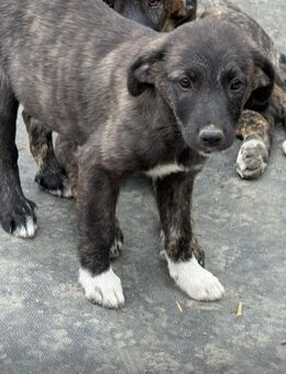 Aria - Neubrunn (Bayern)