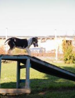 ABBY -von toben bis schmusen alles dabei - Overath