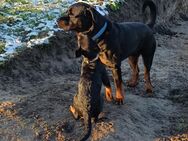 Rottweiler Welpen, weibl. - Drechow