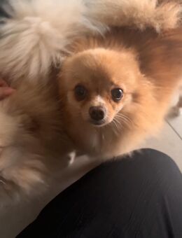 🐶 Zwei Herzen suchen gemeinsam ein Zuhause 🐶 - Stuttgart