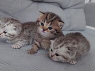 BKH KITTEN reinrassige - Herten