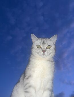 Britisch Kurzhaar Katze (3,5 Jahre) schweren Herzens abzugeben - Tuttlingen