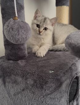 kleine Britisch-Kurzhaar Mix Katze - Dortmund Nordstadt