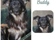 Buddy - Wendelstein