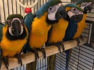 Neuer Familienfreund - Vogel - Tamm