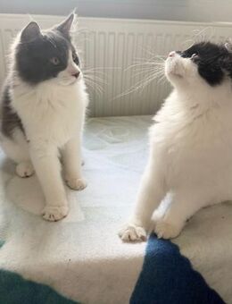 XXL Maine Coon Kitten suchen neues liebevolles Zuhause - Göppingen