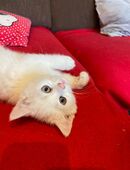 Zuckersüße Katzendame sucht neuen Wirkungskreis in 06366