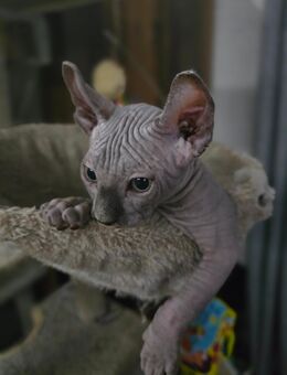 Sphynx Kitten - Magdeburg