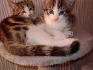 Kitten ab zu geben ,in ein zu 🏡 auf Lebzeit!;! - Duisburg