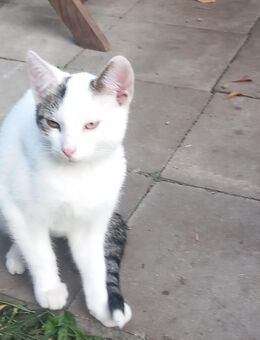 Kater kitten 15 Wochen Alt - Gumtow