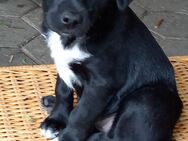 Mischlingswelpen Working Kelpie / Labrador Welpen - Ochtrup