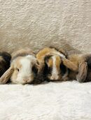 Kleine Minilops Babys suchen ein Zuhause in 81377