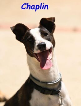 Chaplin ist fröhlich und aktiv 4/24 ESP - Ruppertsecken