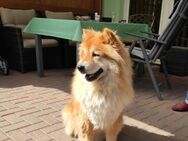 Eddie sucht dringend ein neues Zuhause - Berlin