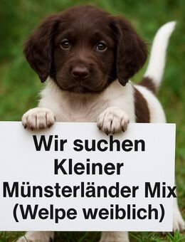 Wir suchen: Kleiner Münsterländer Mix - Dinklage