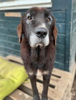 THEO - wo bleibt sein Happy End? - Aerzen