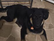 5M Schäferhund Labrador Mix ab sofort - Leipzig Südost