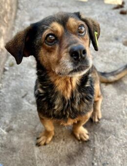 Wer gibt Teddy ein warmes Zuhause 💕 - Großefehn