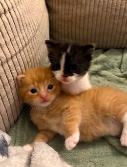 Süße Kitten – Schwarz-Weiß & Orange-Weiß getigert, gesund & entwurmt, ab dem 16.02.2026 abzugeben - Kiel