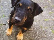 ❤️🥰 Lizzy sucht seine Herzensfamilie ❤ - Stuttgart